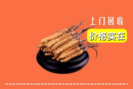 赣州市于都回收冬虫夏草